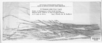 Uromyces lineolatus image